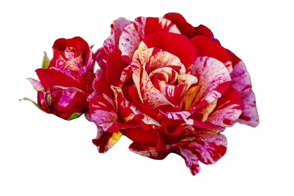 rose 3437234 1280 removebg preview